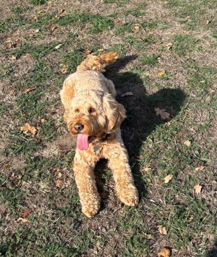 Cockapoo lying in the sun