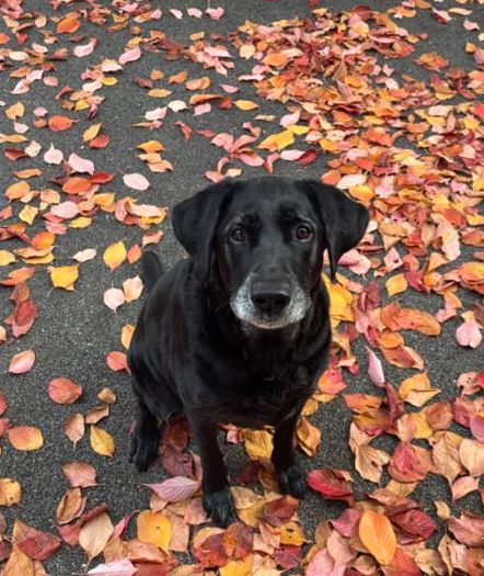 Black Labrador among autumn leaves